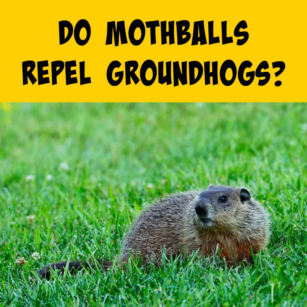 Picture of a groundhog in green grass
