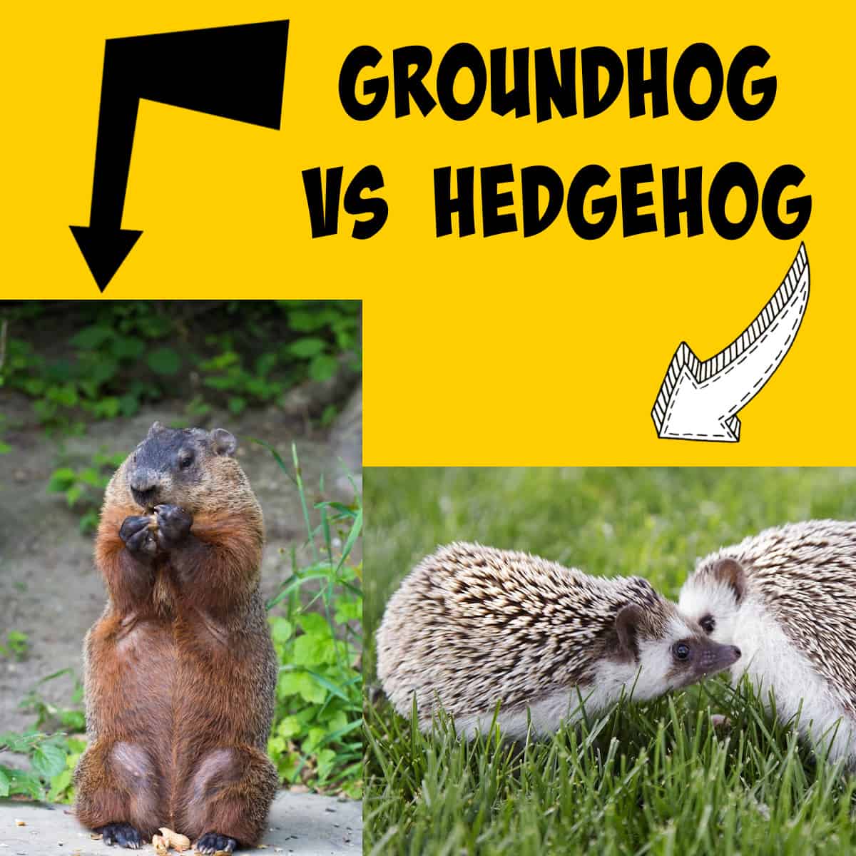 Hedgehog and Groundhog side by side