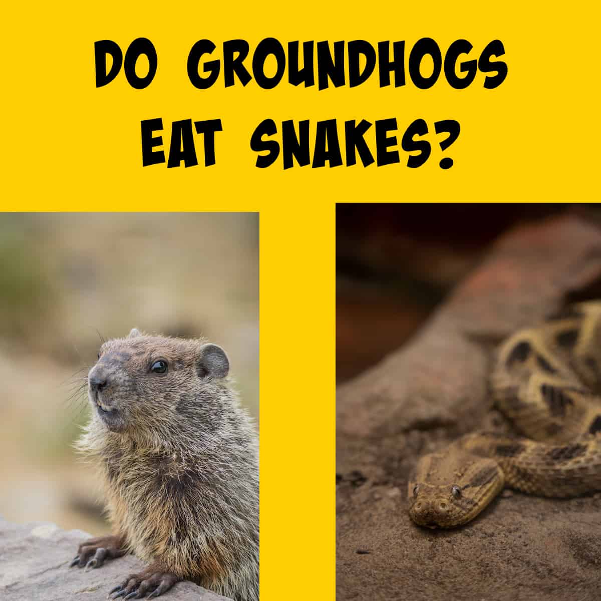 Picture of a groundhog and a snake