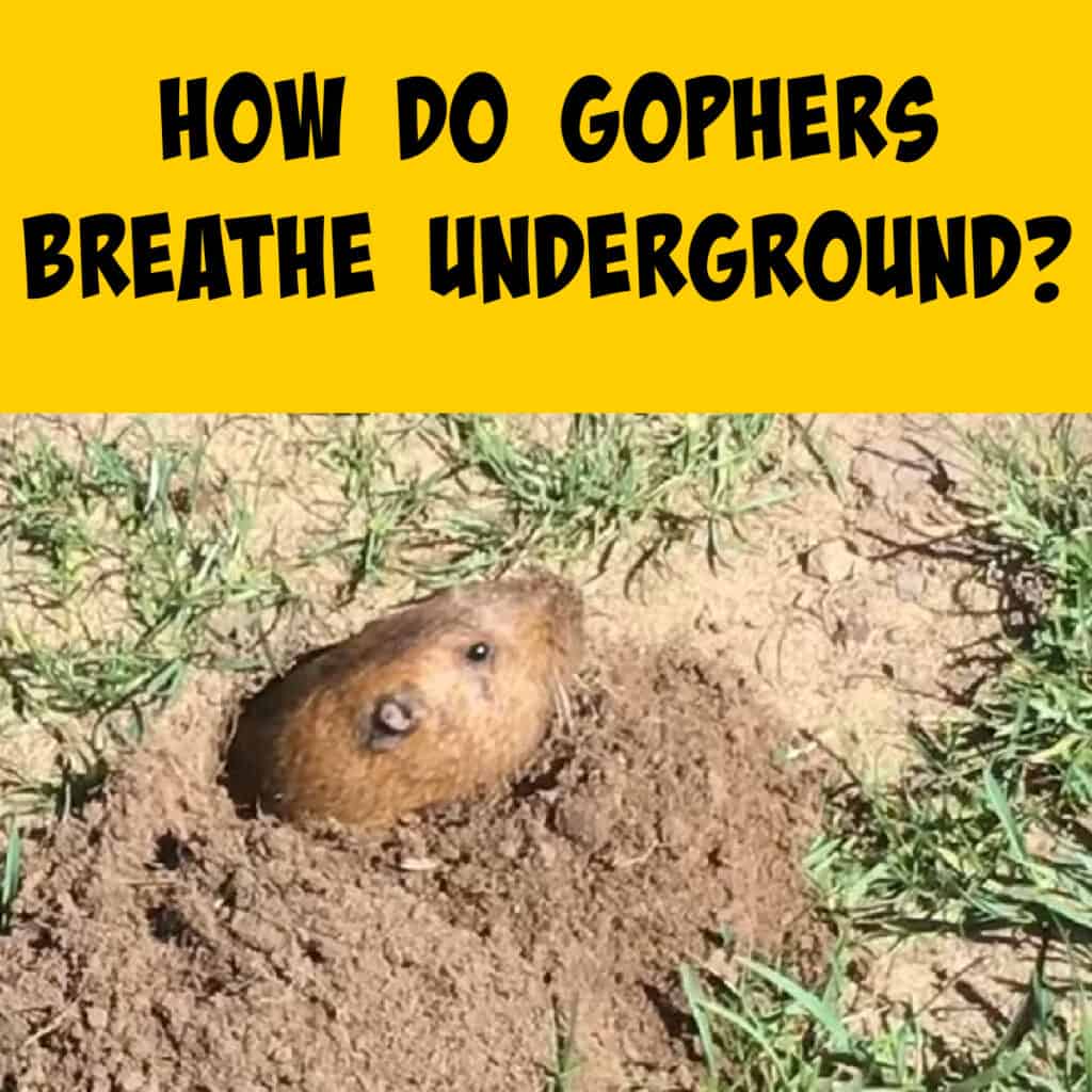squirrels-at-the-feeder-learn-about-chipmunks-bats-squirrels-and-birds