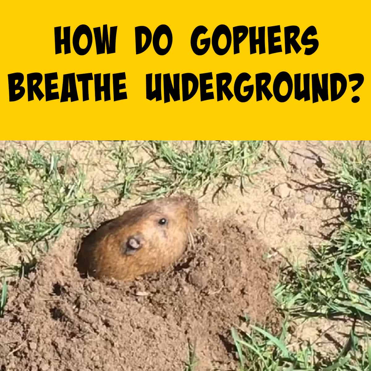 Gopher sticking its head out of a burrow