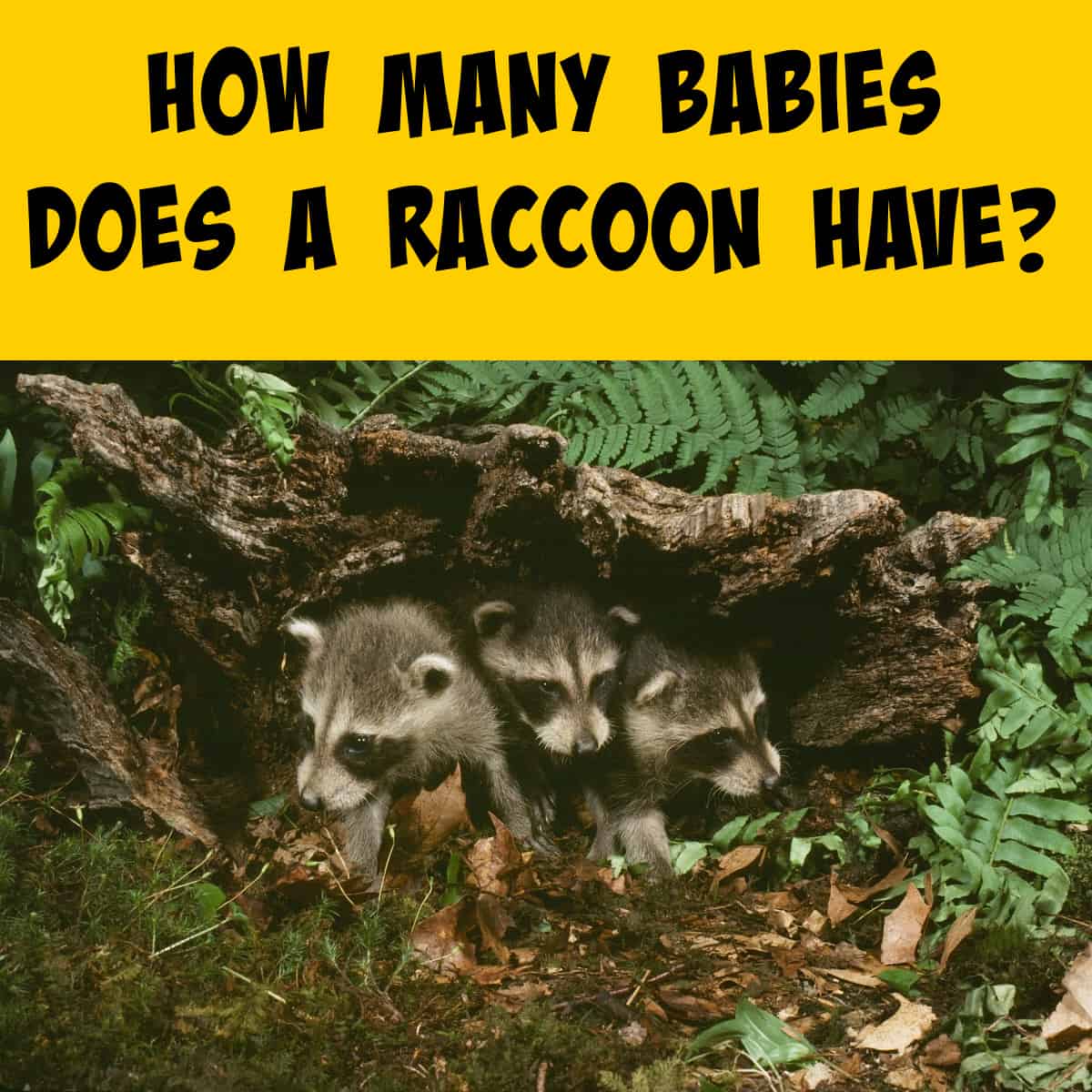 Three baby raccoons in a den