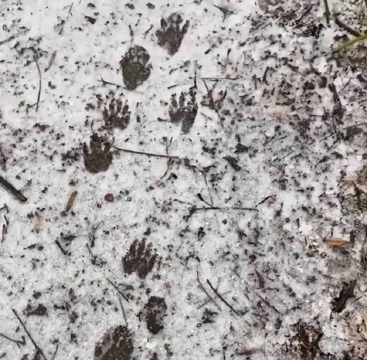 More Raccoon Tracks in the snow