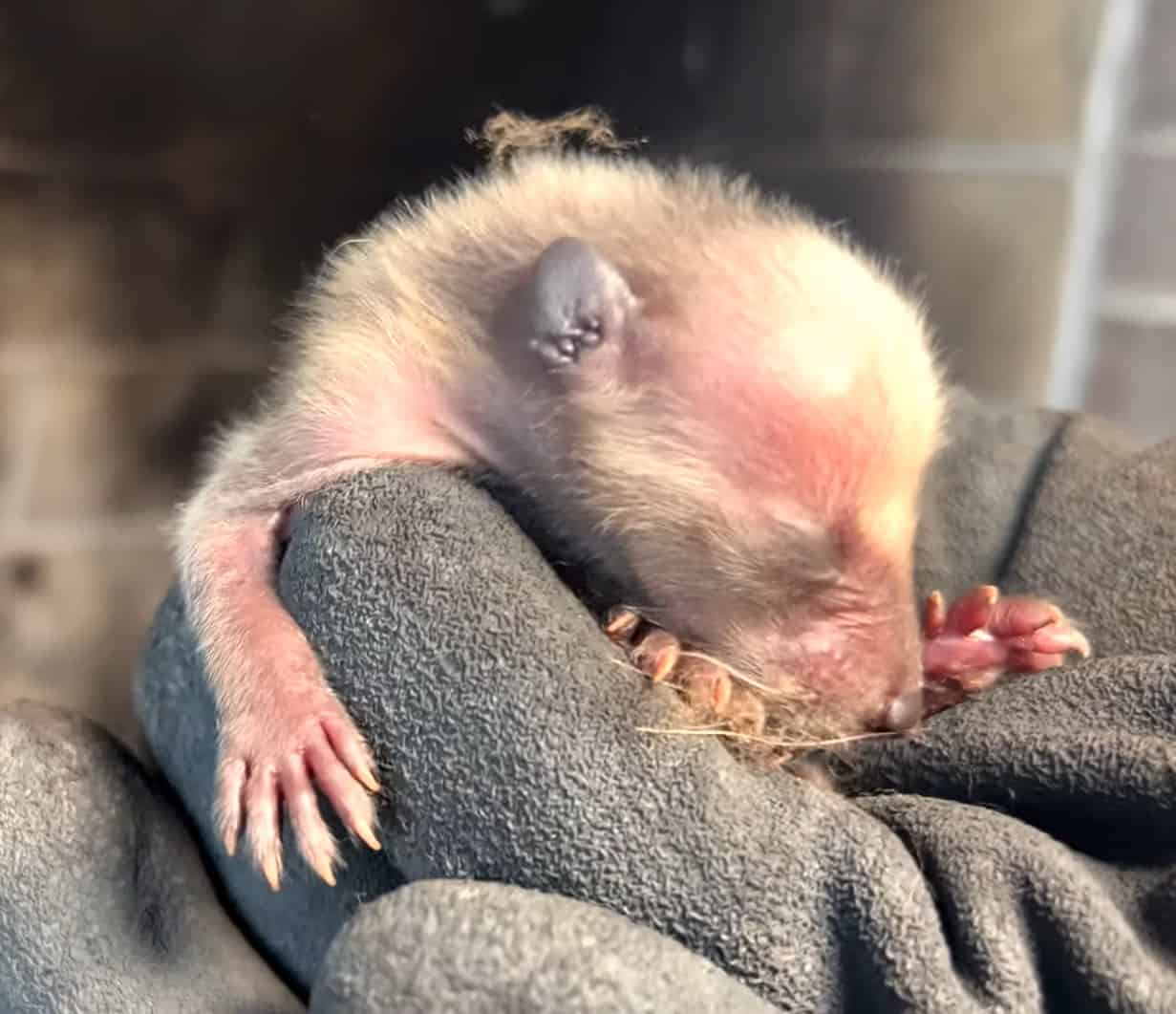 One Week Old Baby Raccoon