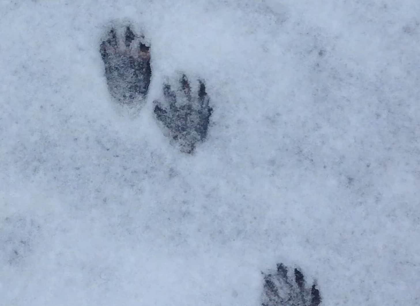 Raccoon tracks in the snow