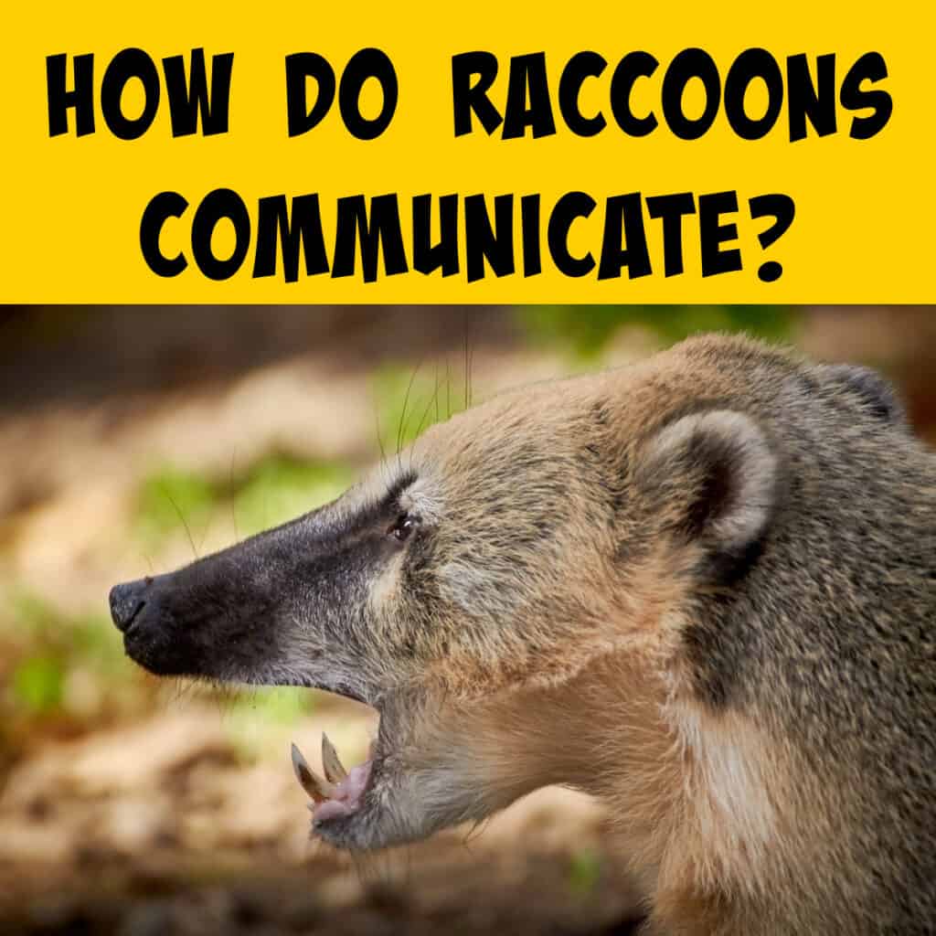 Communication Behaviors of Raccoons: Sounds, Scents and Social