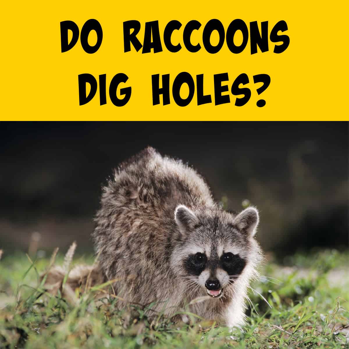 Raccoon Digging a Whole