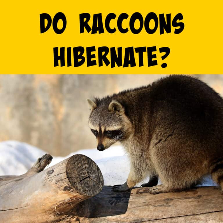 Do Raccoons Hibernate? Winter Survival Techniques - Squirrels at the Feeder