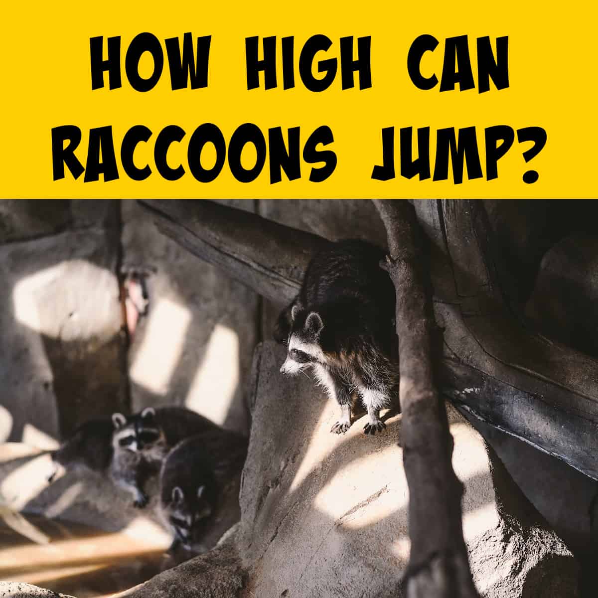 Raccoon on a high ledge