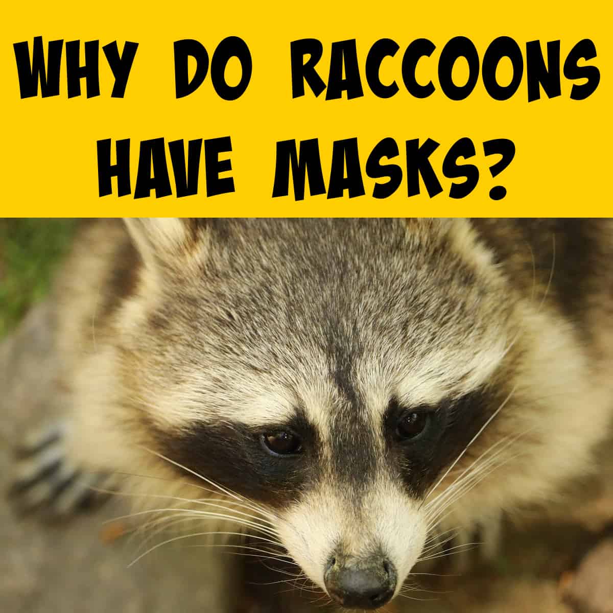 Close up look at a raccoon's mask
