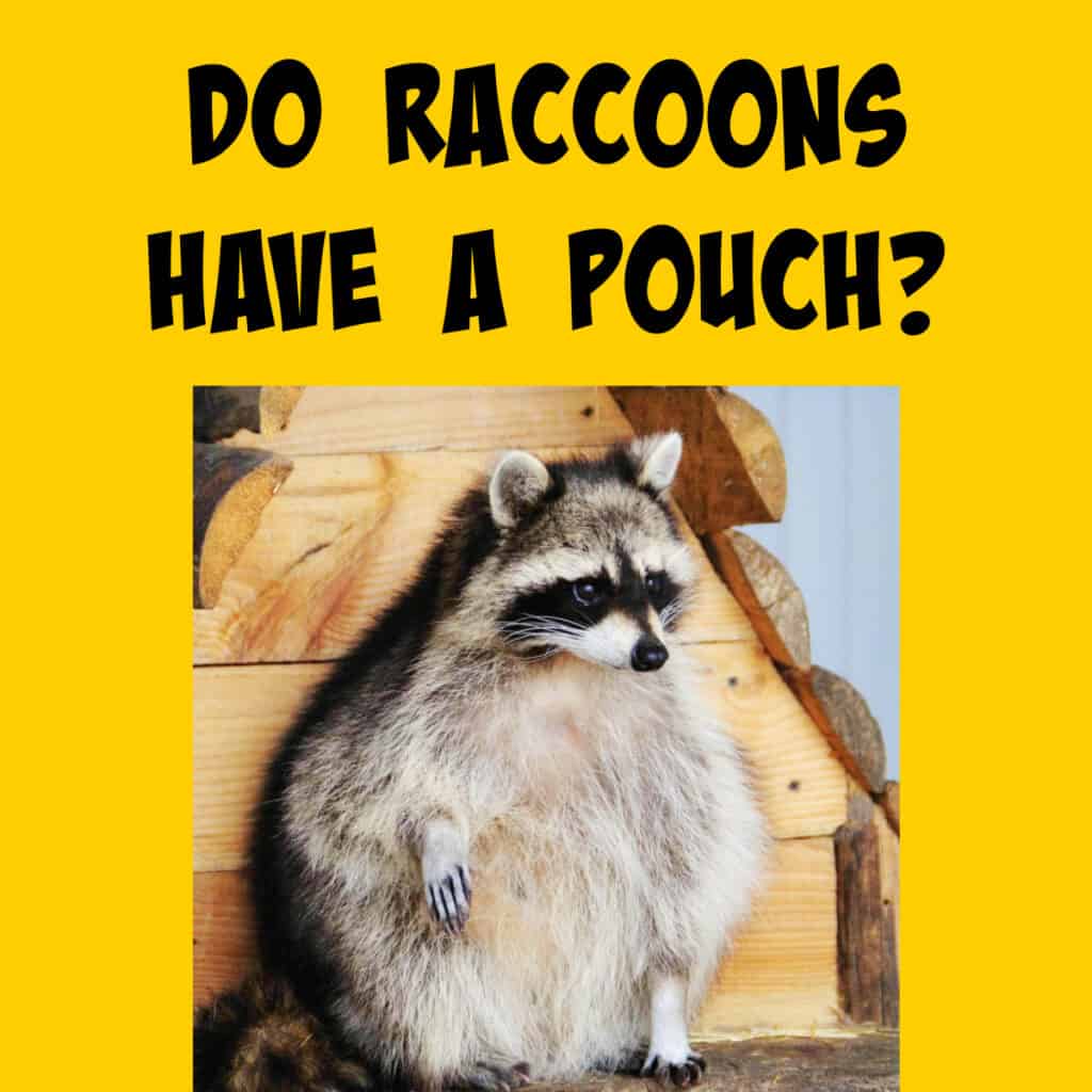 Do Raccoons Have a Pouch? - Squirrels at the Feeder