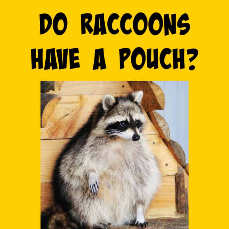 Do Raccoons Have a Pouch? - Squirrels at the Feeder