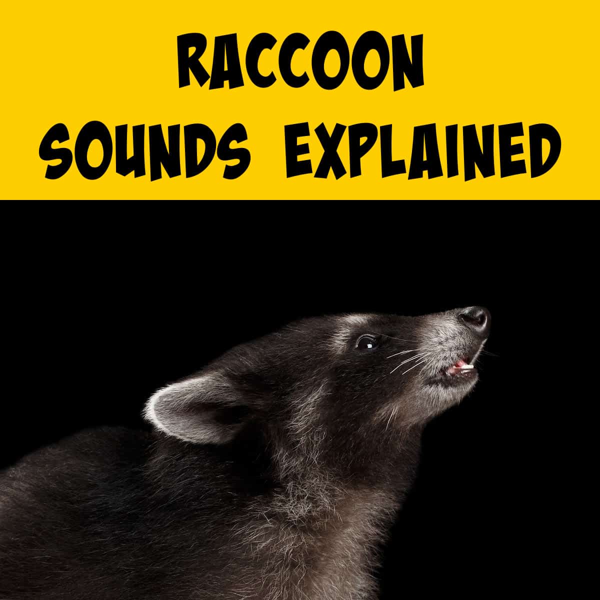 Raccoon Making a Chittering Sound