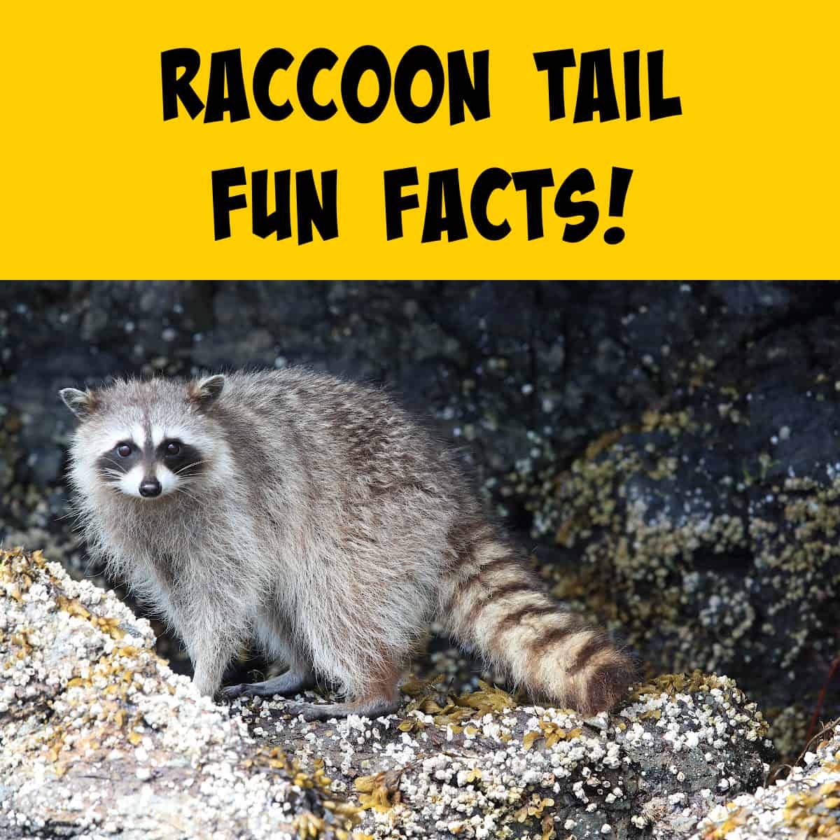 Raccoon with Distinctive Tail