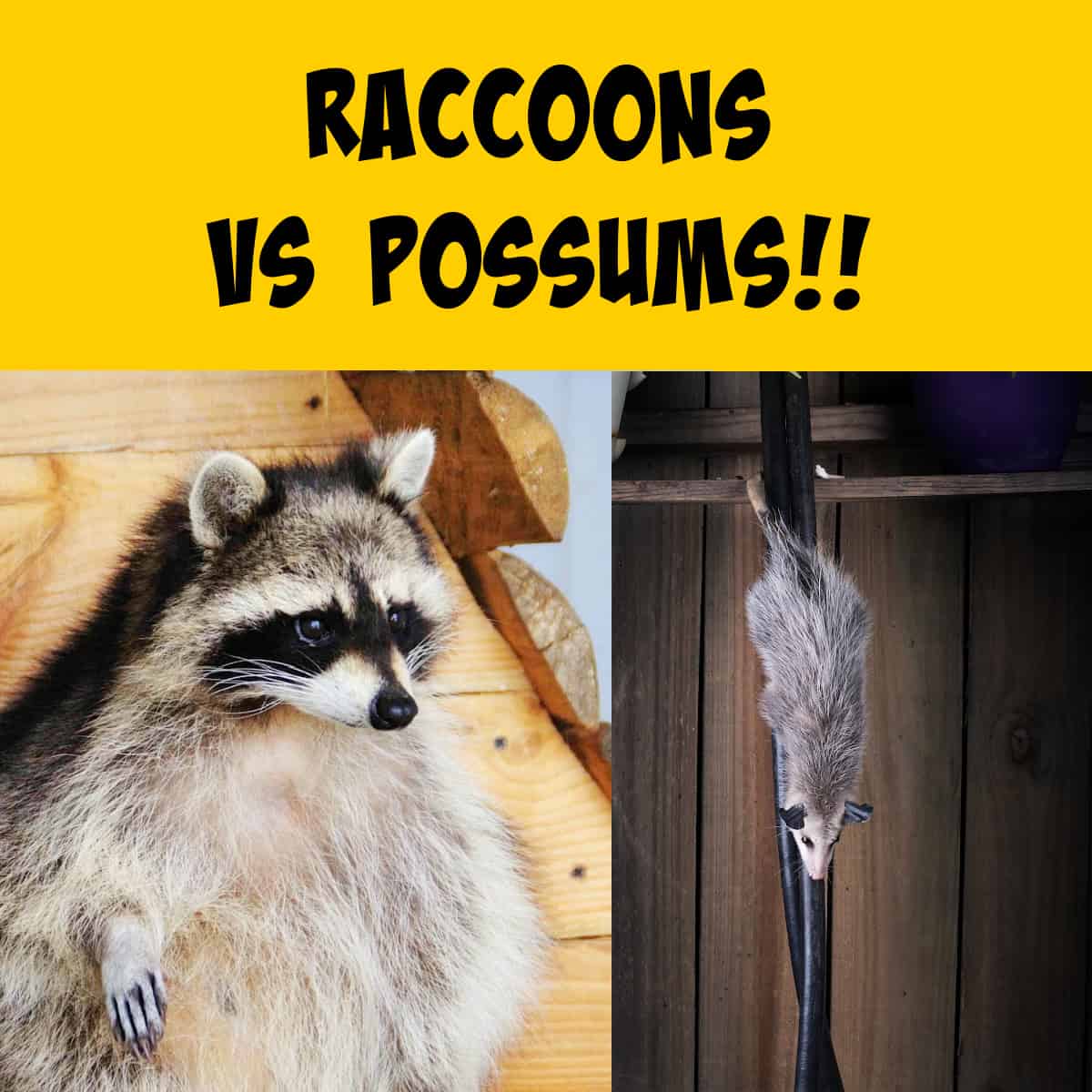 Side by Side images of a raccoon and possum