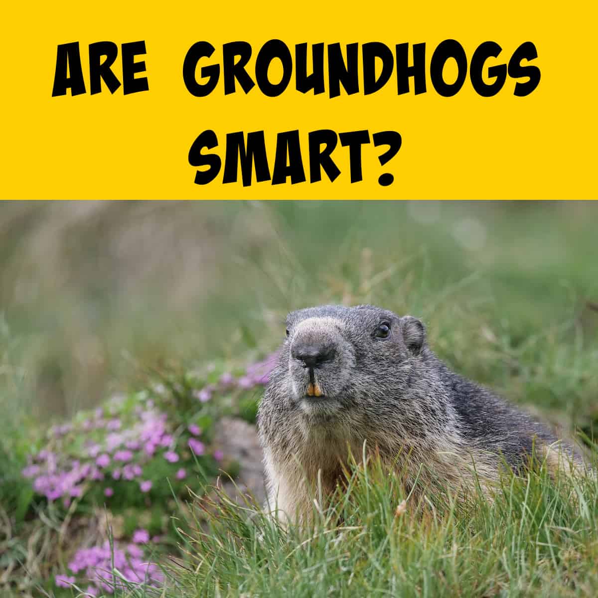 Smart Looking Groundhog