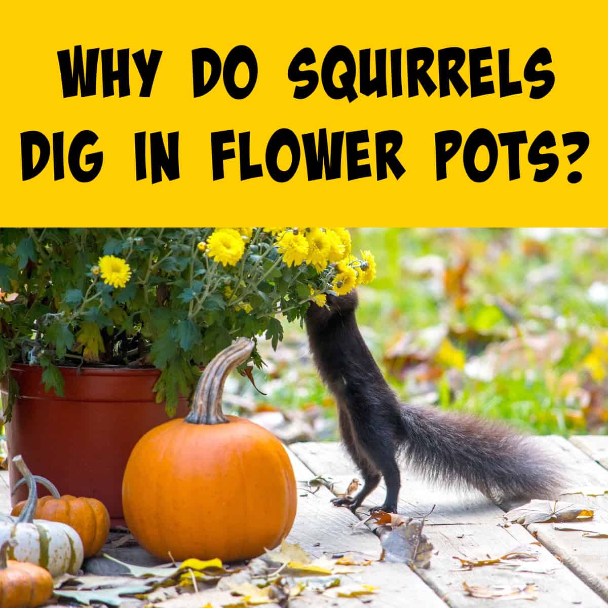 A squirrel digging in a pot of flowers