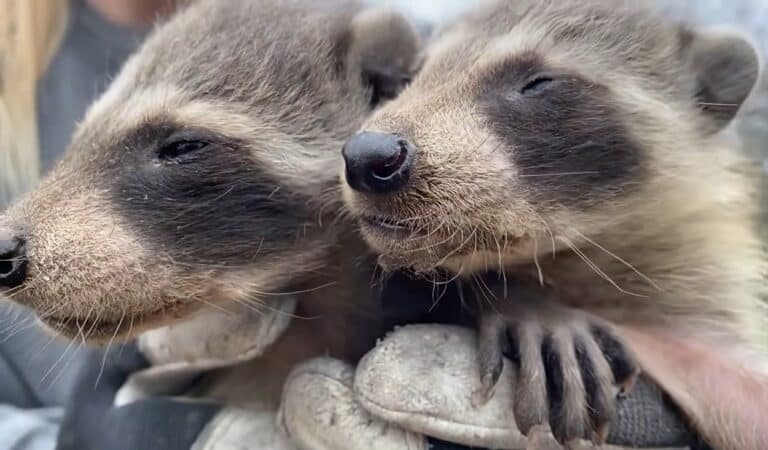 How to Tell the Age of a Baby Raccoon (With Pictures!) - Squirrels at ...