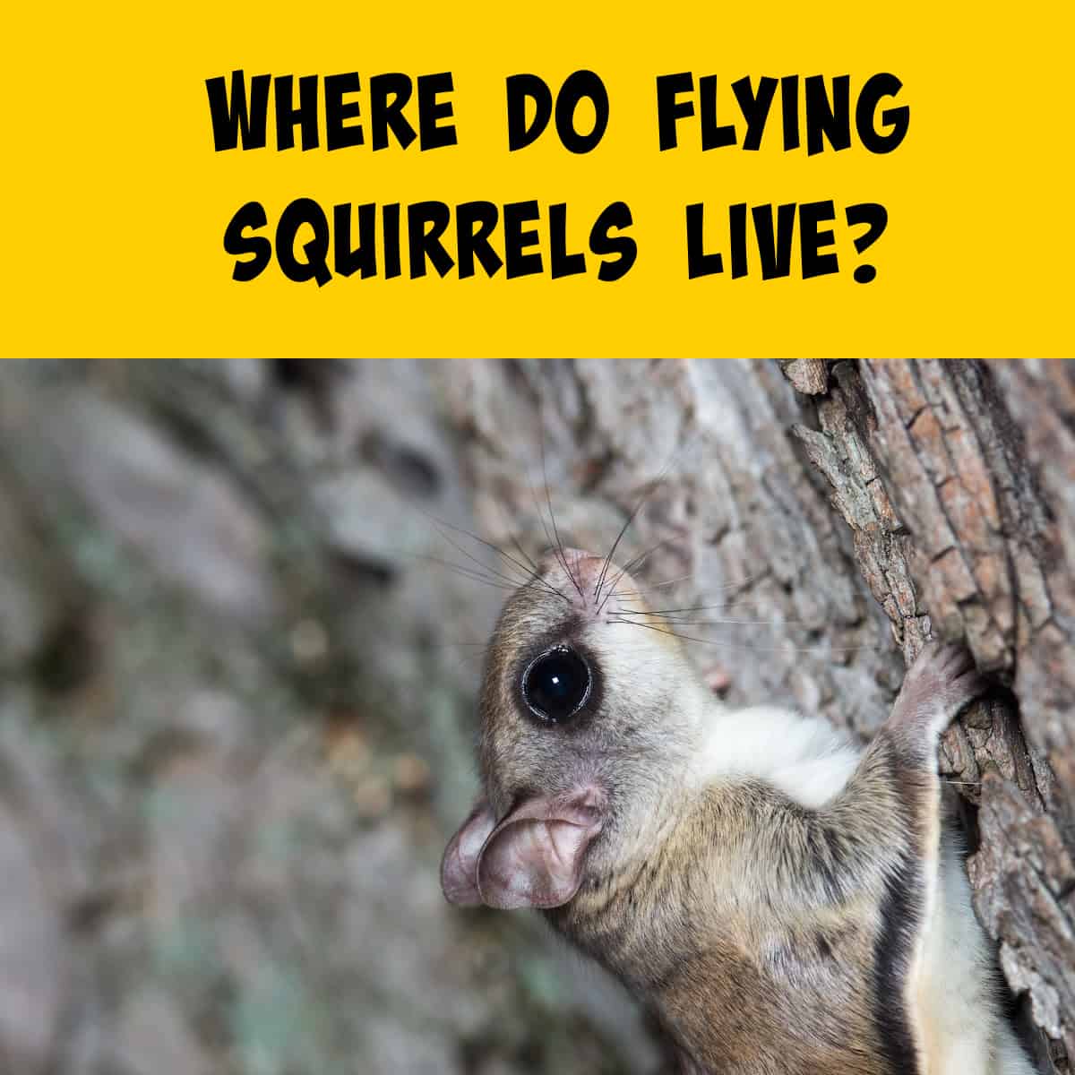 Flying Squirrel Climbing a Tree
