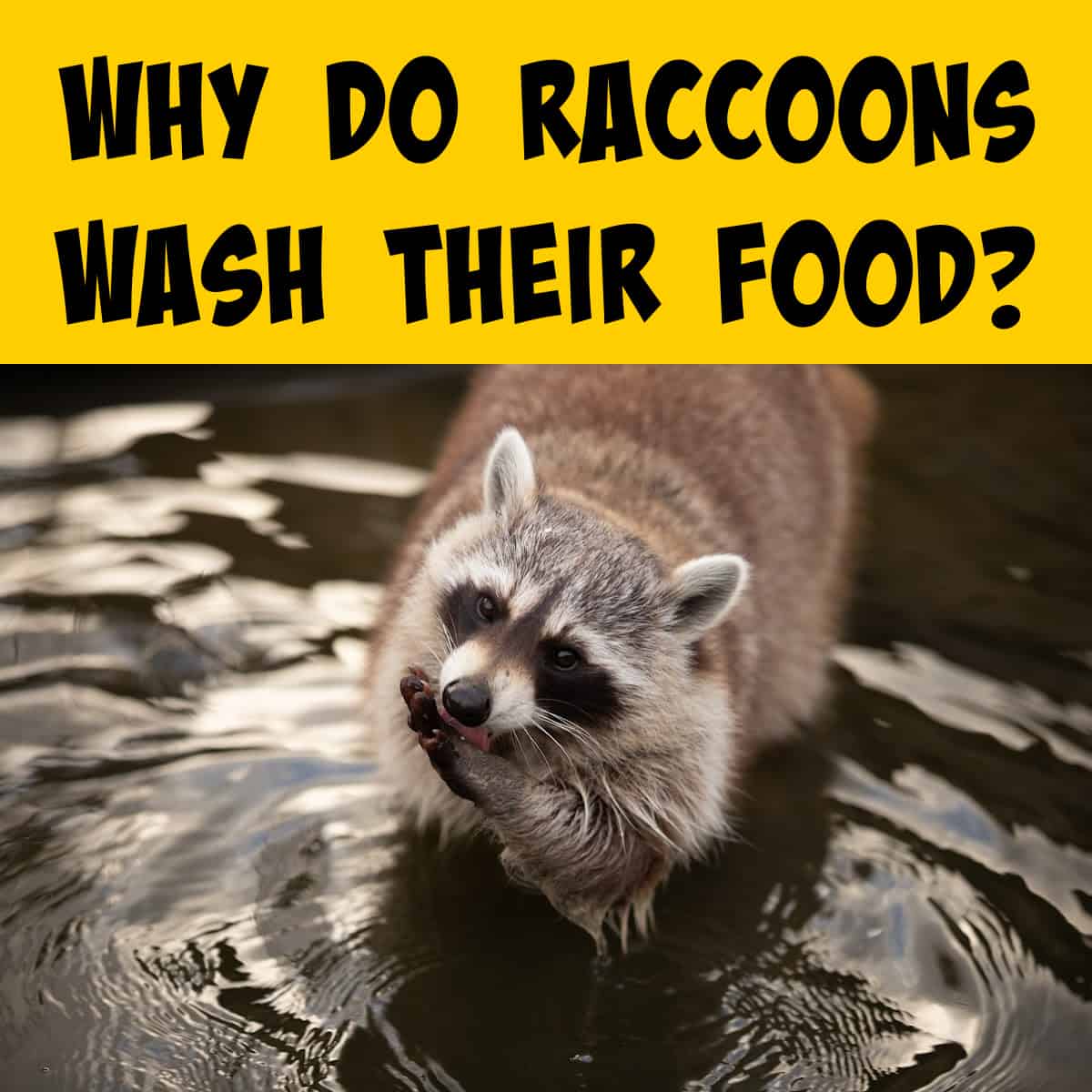 Raccoon in water licking its paw